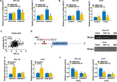 Hypoxia-Induced lncRNA-NEAT1 Sustains the Growth of Hepatocellular Carcinoma via Regulation of miR-199a-3p/UCK2